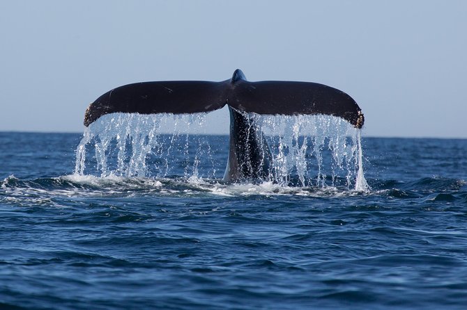 Icy Strait Shore Excursion: Whale Watching Adventure Tour - The Hoonah stop: humpback behavior, bubble-net feeding, and what to look for