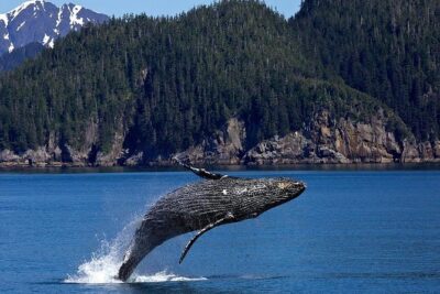 Icy Strait Shore Excursion: Whale Watching Adventure Tour - On the water: heated comfort plus a chance at orcas, otters, and sea lions