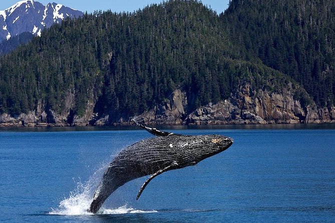 Icy Strait Shore Excursion: Whale Watching Adventure Tour - On the water: heated comfort plus a chance at orcas, otters, and sea lions
