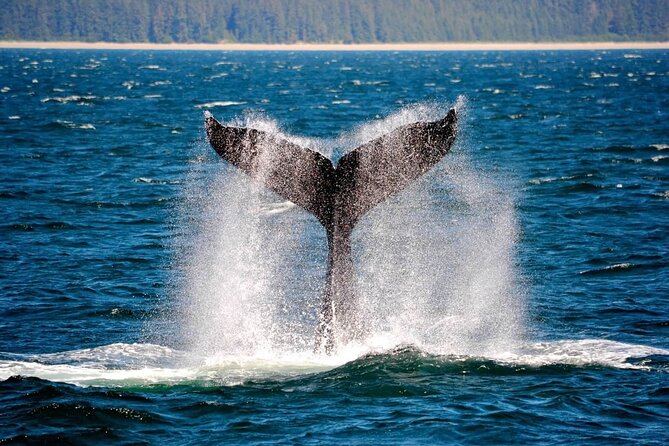 Icy Strait Whale & Wildlife Endeavor - Key highlights worth centering your plan