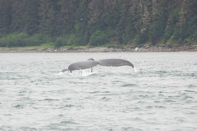 Icy Strait Whale & Wildlife Endeavor - Why Icy Strait turns whale watching into a real ecosystem lesson