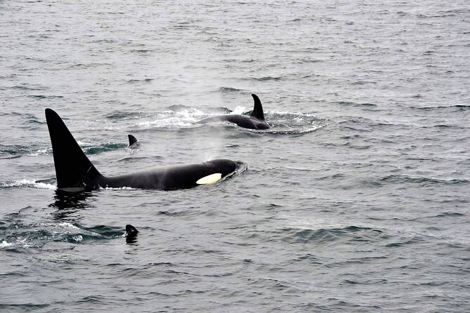 Icy Strait Whale & Wildlife Endeavor - The water time at Icy Strait: what you do for 3 hours