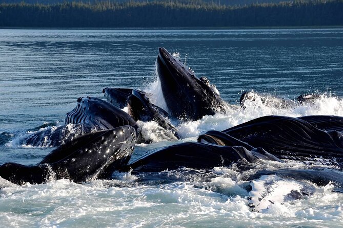 Icy Strait Whale & Wildlife Endeavor - Boat comfort that isn’t just marketing