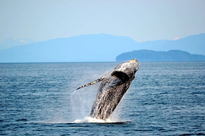 Icy Strait Whale & Wildlife Endeavor - Price and value: why $258 can feel fair here