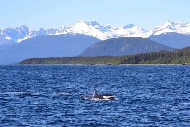 Icy Strait Whale & Wildlife Endeavor - Refund rules, weather reality, and what to expect if the day changes