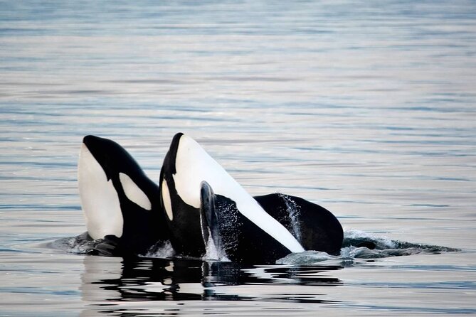 Icy Strait Whale & Wildlife Endeavor - Small-group size (max 6) and why your view stays personal