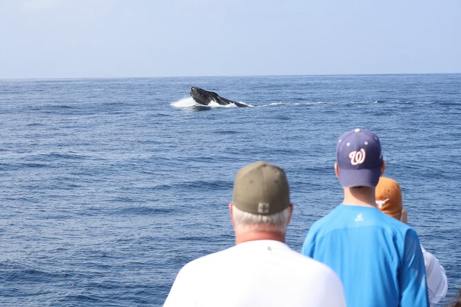 'Imiloa Express Whale Watch and Cocktail Tour - Key highlights at a glance