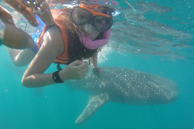 Intimate Eco-Friendly Whale Shark Encounter - Premium Service - Key things that make this whale shark tour work so well