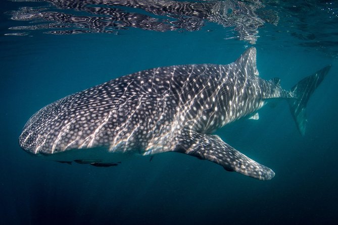 Intimate Eco-Friendly Whale Shark Encounter - Premium Service - La Paz whale sharks feel personal on this premium, small-boat setup