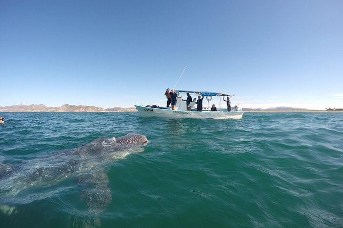 Intimate Eco-Friendly Whale Shark Encounter - Premium Service - In the water: how the guide keeps swims safe and whale sharks calm