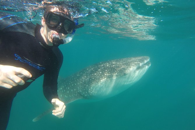 Intimate Eco-Friendly Whale Shark Encounter - Premium Service - Snacks, drinks, and the no-plastic details you actually notice on a boat
