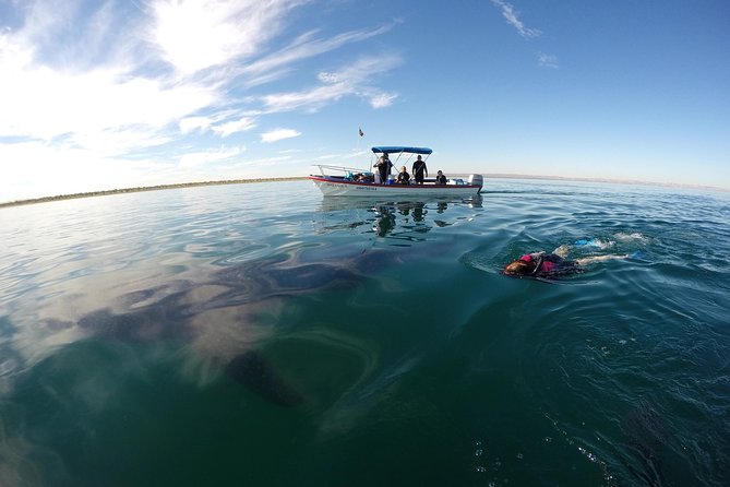 Intimate Eco-Friendly Whale Shark Encounter - Premium Service - Photos and video are included, so plan to relax
