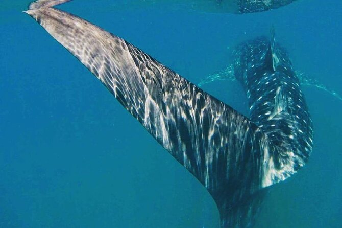 Intimate Eco-Friendly Whale Shark Encounter - Premium Service - Price check: is $268.24 worth it for an intimate whale shark swim?