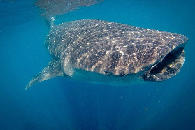 Intimate Eco-Friendly Whale Shark Encounter - Premium Service - Who should book this tour, and who should think twice