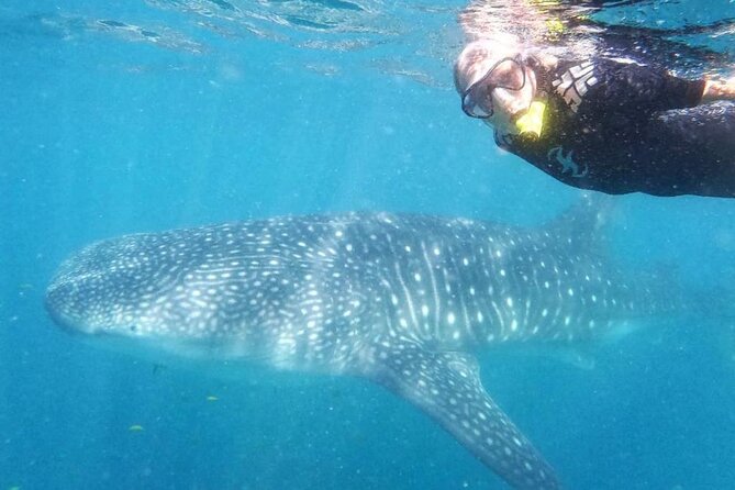 Intimate Eco-Friendly Whale Shark Encounter - Premium Service - The premium gear matters more than you think (wetsuit, fins, and snorkel comfort)