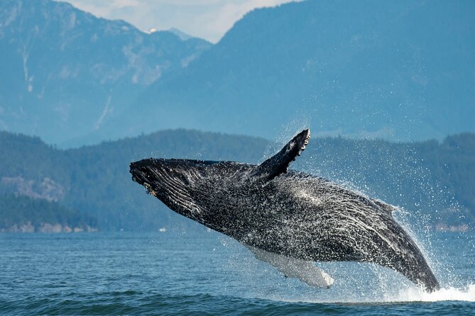 Intimate West Coast Whale Watching - Partly-Sheltered - Key things that make this Vancouver whale watching different