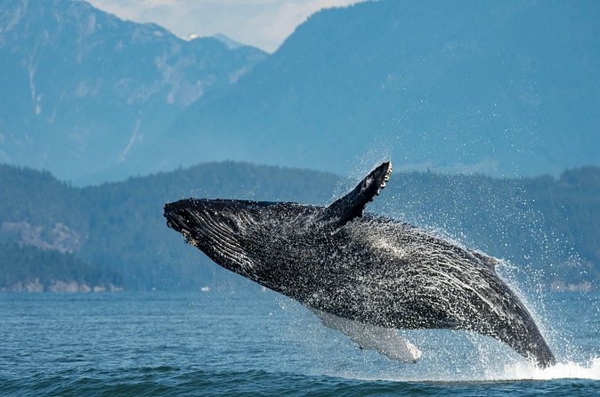 Intimate West Coast Whale Watching - Partly-Sheltered - What you might see: humpbacks, orcas, and the action people remember