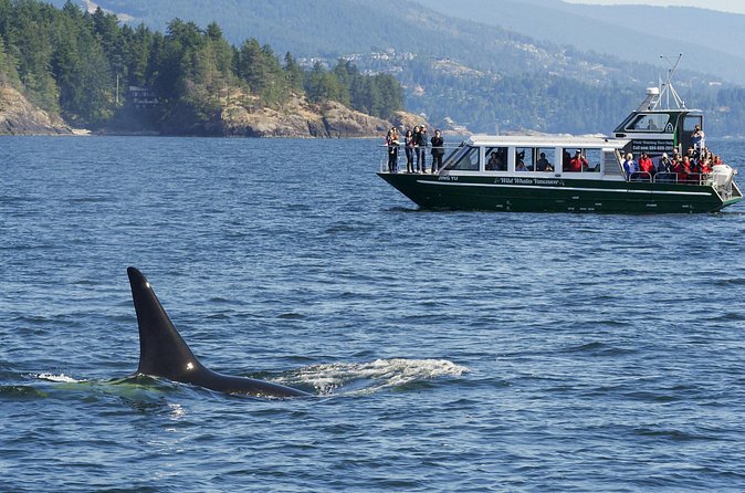 Intimate West Coast Whale Watching - Partly-Sheltered - Price and value: is $169.34 per person worth it?