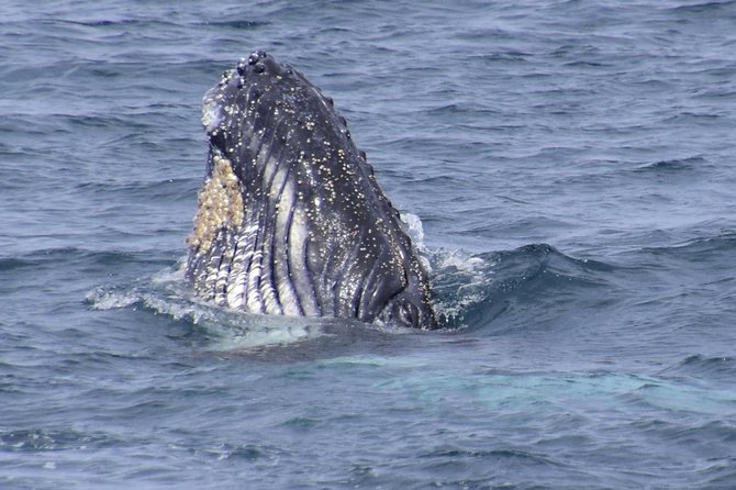 Jervis Bay Whale Watching Tour - Key things to know before you go
