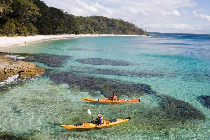 Jervis Bay Whale Watching Tour - The wildlife bonuses: dolphins, seals, penguins, and more