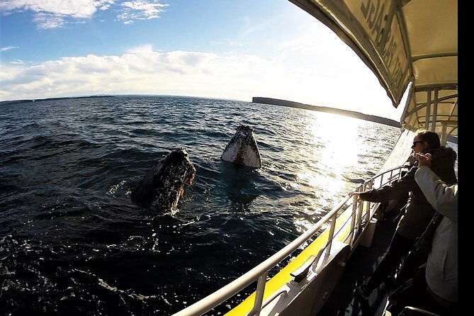 Jervis Bay Whale Watching Tour - What the cruise feels like when the whales are close