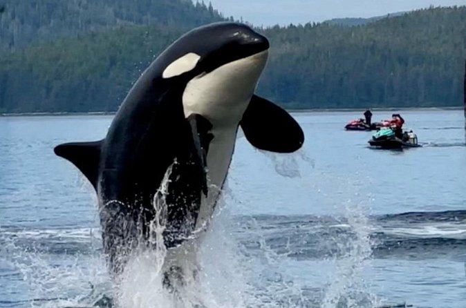 Juneau Jetski & Whale Adventure - Stop 3: Admiralty Island and the Fortress of the Bear Area