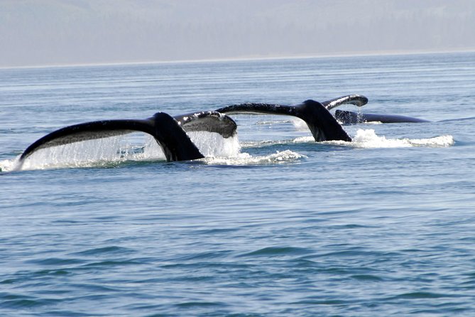 Juneau Lighthouse Tours - Whale watching & Lighthouse Combo - Key highlights you’ll actually care about