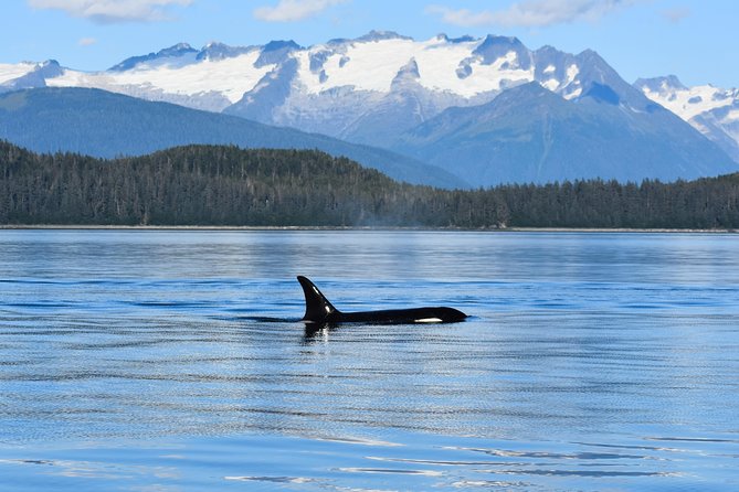 Juneau Lighthouse Tours - Whale watching & Lighthouse Combo - Whale watching on Lynn Canal: how the boat experience really pays off