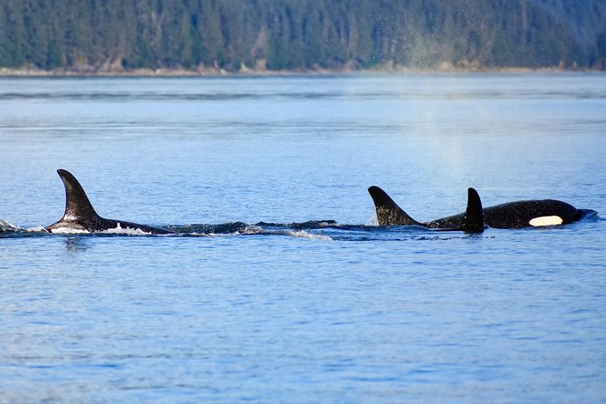 Juneau Lighthouse Tours - Whale watching & Lighthouse Combo - Included snacks, drinks, and what to pack anyway