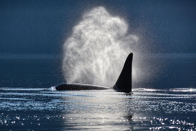 Juneau Lighthouse Tours - Whale watching & Lighthouse Combo - Price and value: $199 for boat time, lighthouse access, and full-day logistics