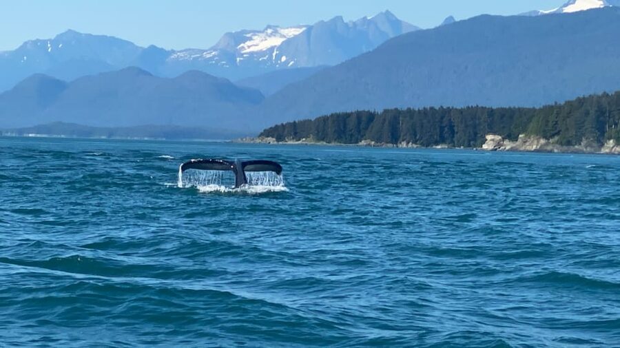 Juneau: Mendenhall Glacier and Whale Watching Tour - Mendenhall Glacier: why the shorter stop still matters
