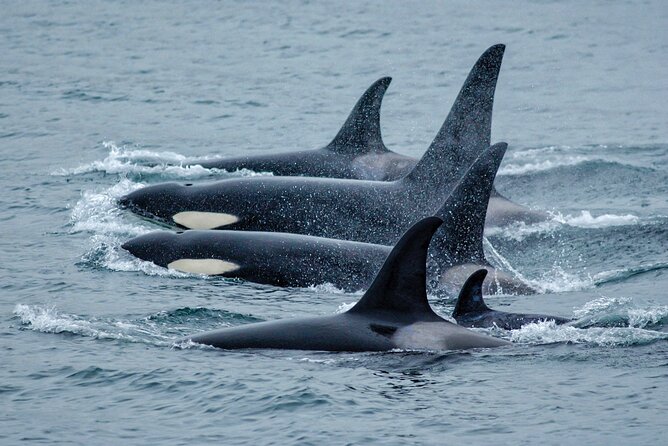 Juneau Whale Watch Adventure - Why This Juneau Whale Watch Feels More Like a Trip Than a Ticket