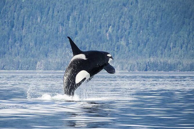 Juneau Whale Watch Adventure - Key Things I’d Pay Attention To