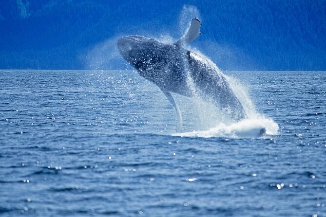 Juneau Whale Watch Adventure - Boarding at Auke Bay Harbor: The Part Where Small Details Matter