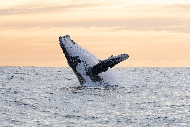 Juneau Whale Watch Adventure - On the Water With Aliya and Libby: Spotting That Actually Helps