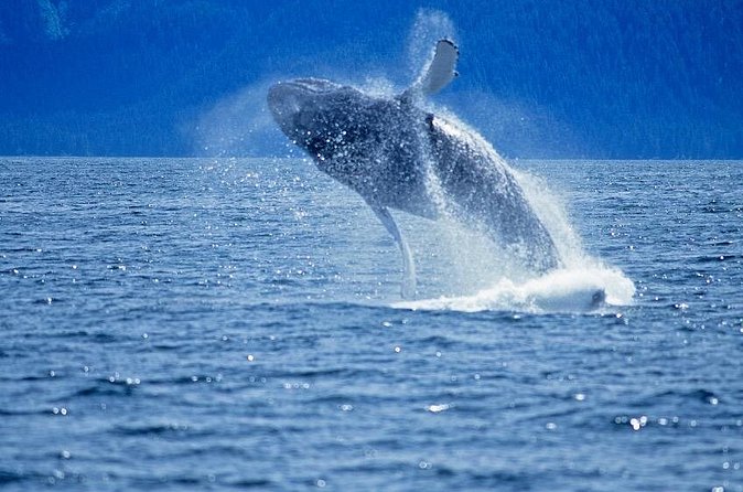Juneau Whale Watch Adventure - Wildlife You Might See (and How Close Is Realistic)