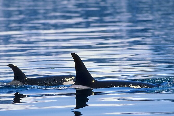 Juneau Whale Watch Adventure - The Boat Comfort Checklist: Restroom, Seats, and Binoculars