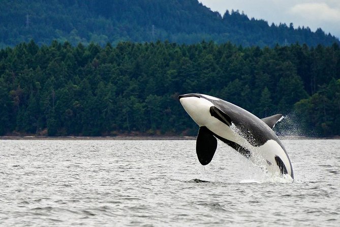 Juneau Whale Watching Adventure - Getting to Auke Bay: The North Star Jet Boat Experience