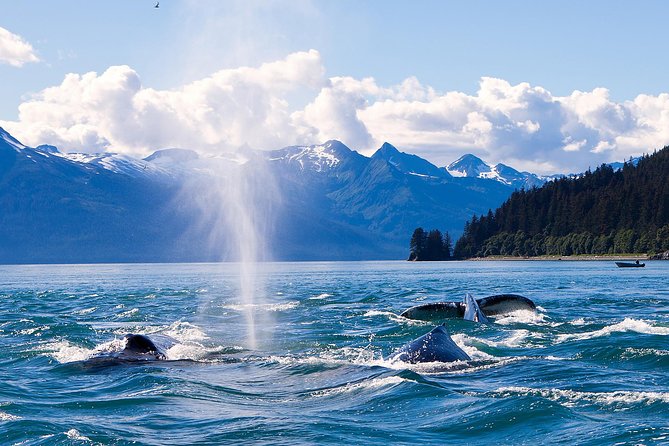 Juneau Whale Watching Adventure - Captain and Naturalist: How the Crew Turns Sightings Into Meaning