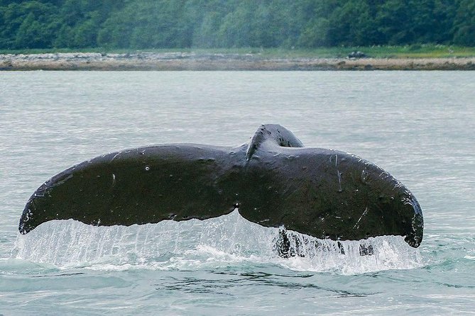Juneau Whale Watching Adventure - Wildlife Beyond Whales: Sea Lions, Orcas, and More