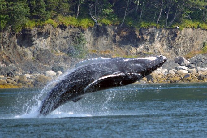 Juneau Whale Watching Adventure - Timing, Delays, and Weather: The Real World Considerations