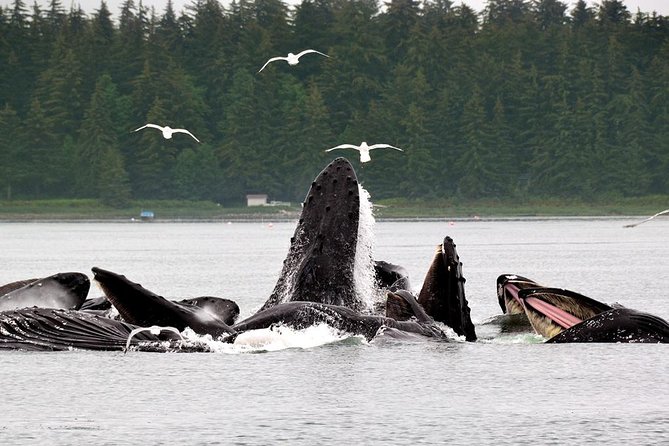 Juneau Whale Watching Adventure - Price and Value: Is $189 Worth It?