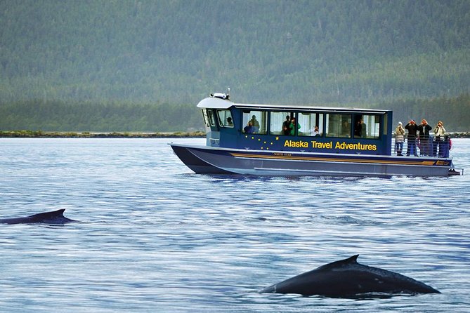 Juneau Whale Watching Adventure - Who This Whale Watch Fits Best