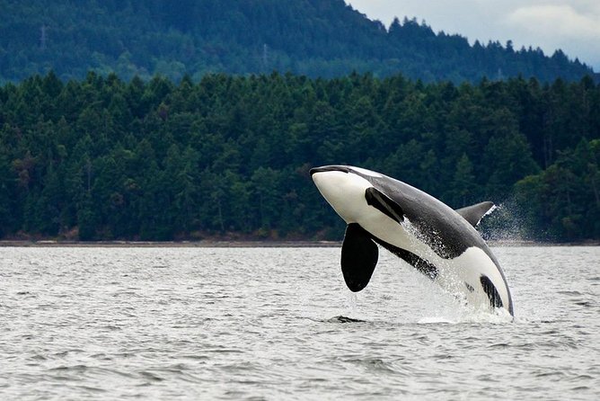 Juneau Whale Watching and Salmon Bake - Key things I’d plan around