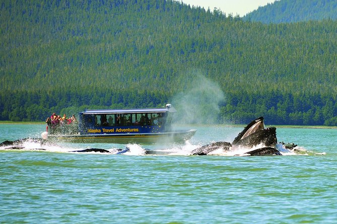 Juneau Whale Watching and Salmon Bake - Where the itinerary tends to shine (and where it can wobble)