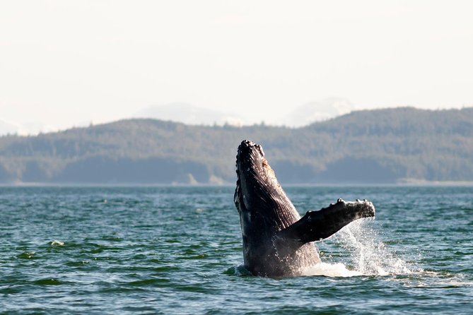 Juneau Wildlife Whale Watching - Mendenhall Glacier stop: a distant look, not a stroll
