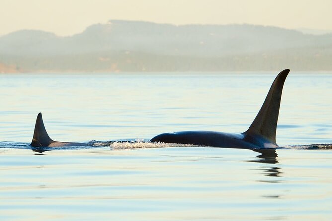 Juneau Wildlife Whale Watching - Boat comfort in real weather: heated cabins, outdoor decks, and camera timing