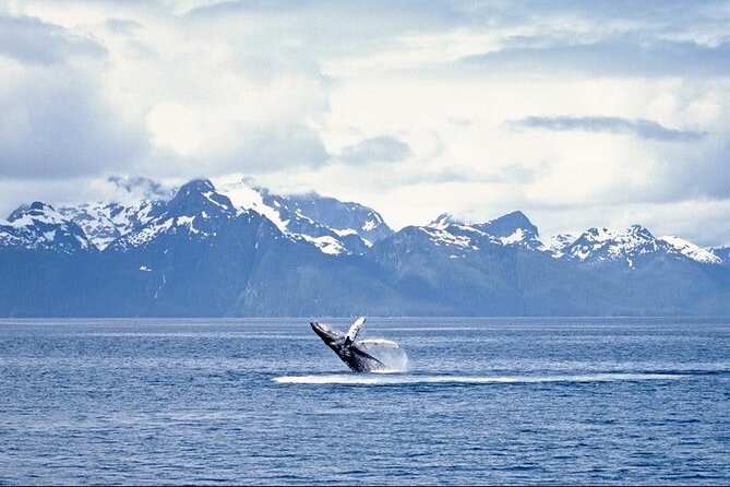 Juneau Wildlife Whale Watching - Best match: who should book this (and why)