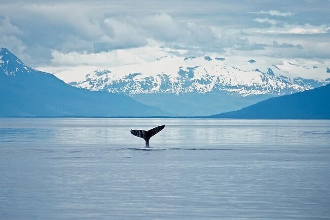 Juneau Wildlife Whale Watching & Mendenhall Glacier - On Board the Whale-Watching Cruise: Warm, Scout-Driven, and Built for Real Viewing