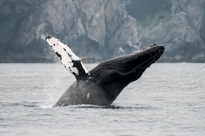Juneau Wildlife Whale Watching - Auke Bay Harbor: where the real time on the water happens
